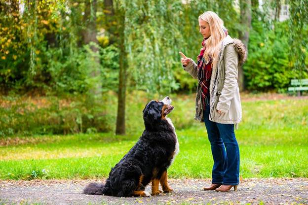 Cachorro latindo - principais motivos e formas de reduzir o comportamento