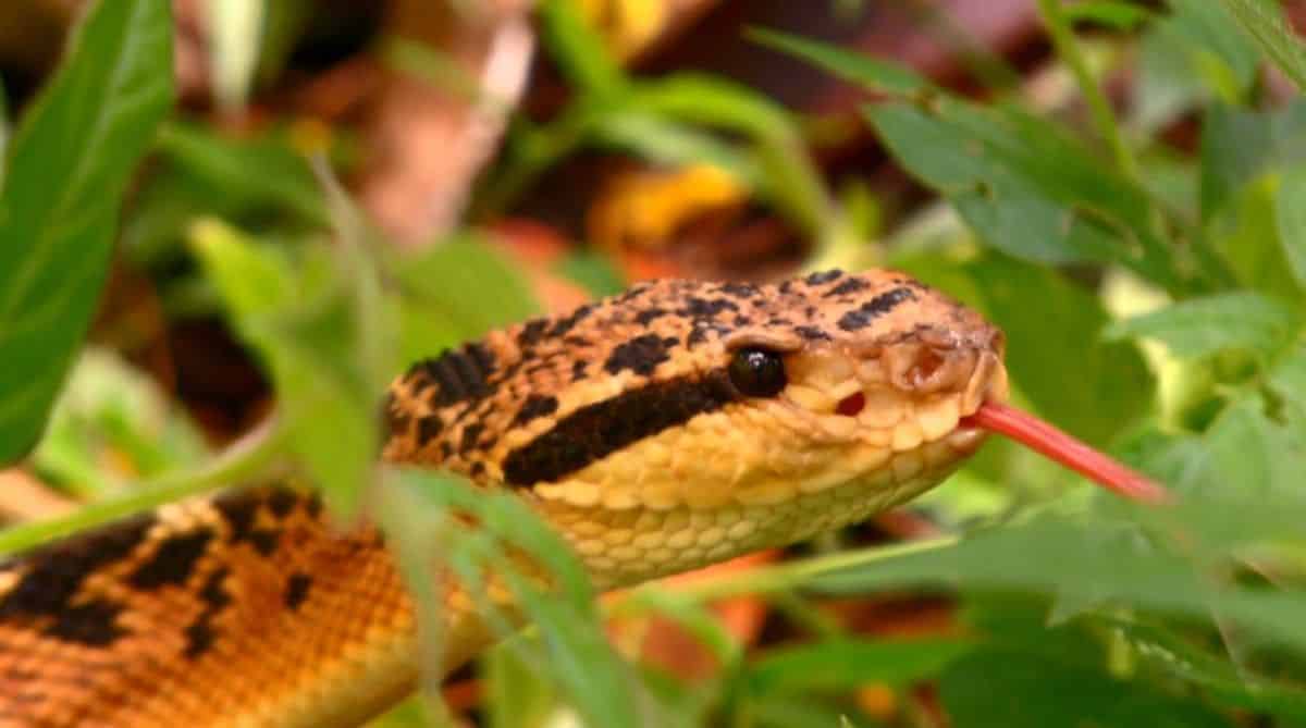 Cobras peçonhentas - principais diferenças para as outras espécies