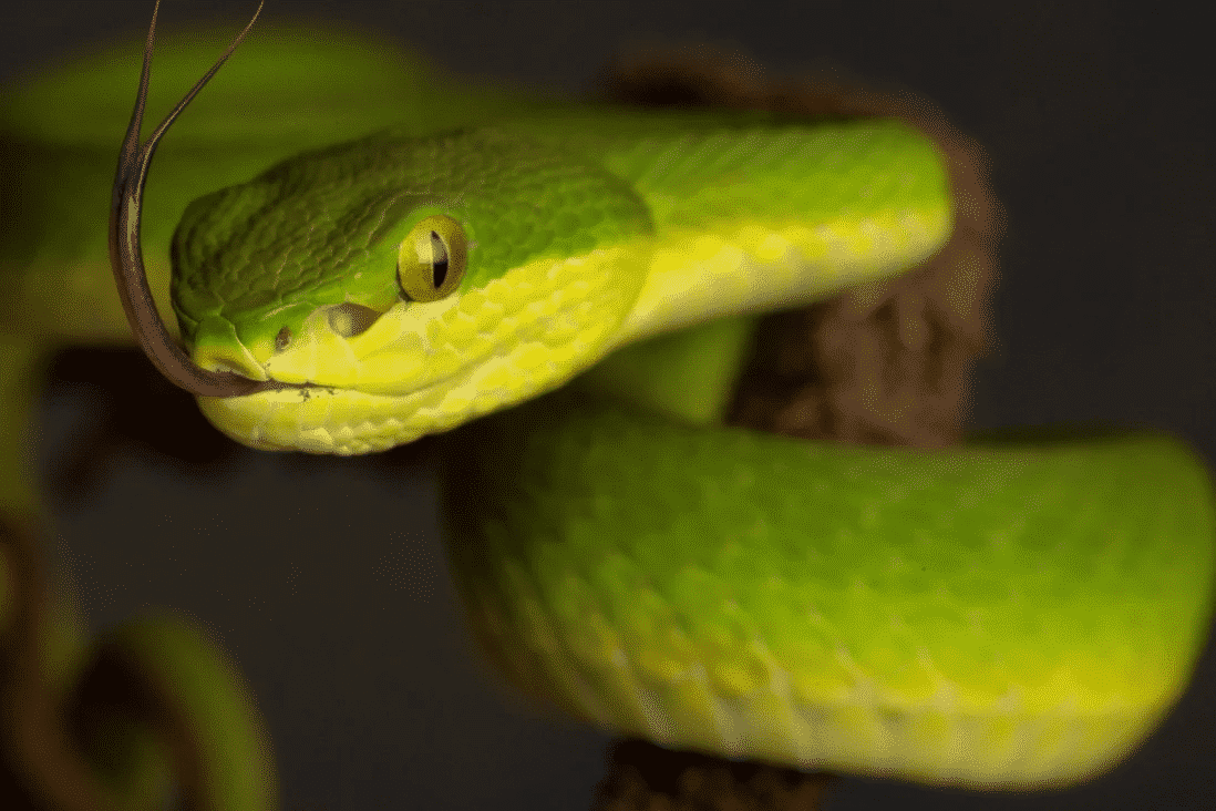 Conheça as quatro espécies de cobras mais letais da Amazônia brasileira