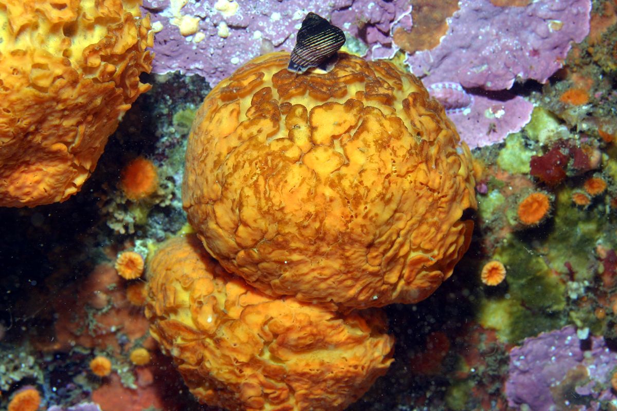A esponja-do-mar mais simpática do Mundo volta em 2013