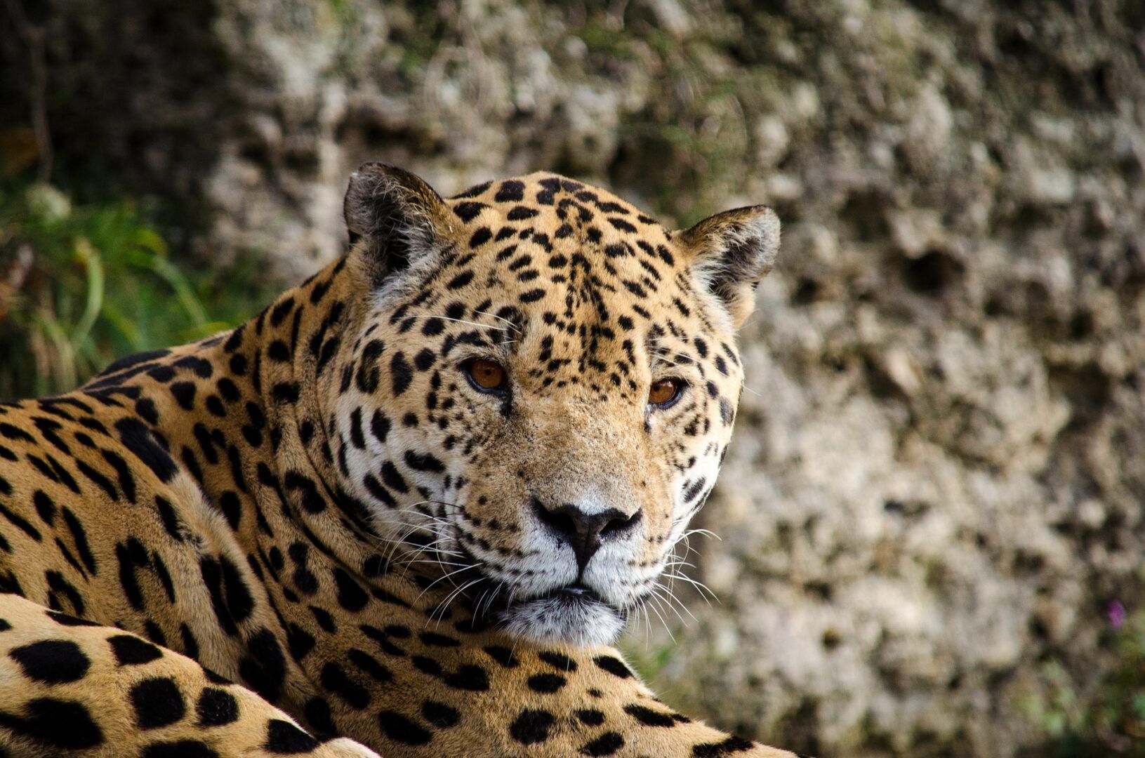 Jaguar, o que é? Origem, características e curiosidades