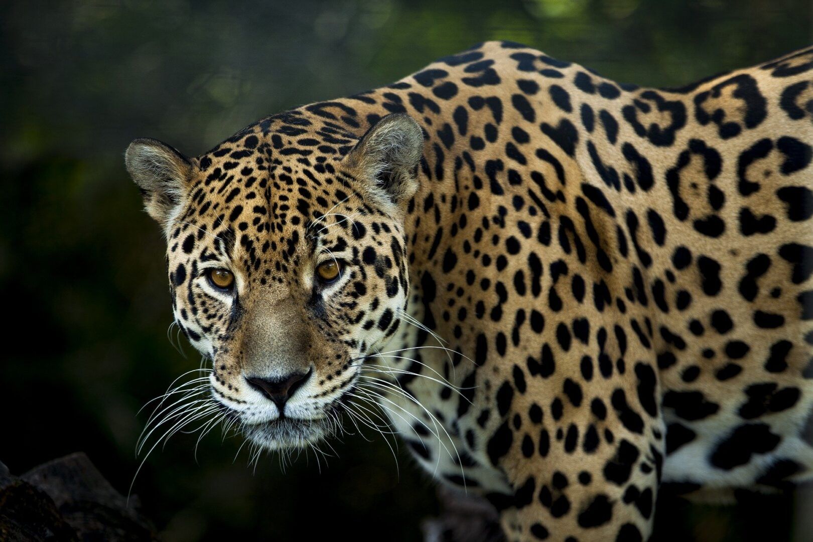 Jaguar, o que é? Origem, características e curiosidades