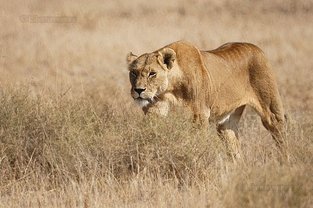 Leões - características, hábitos e estruturas de organização social