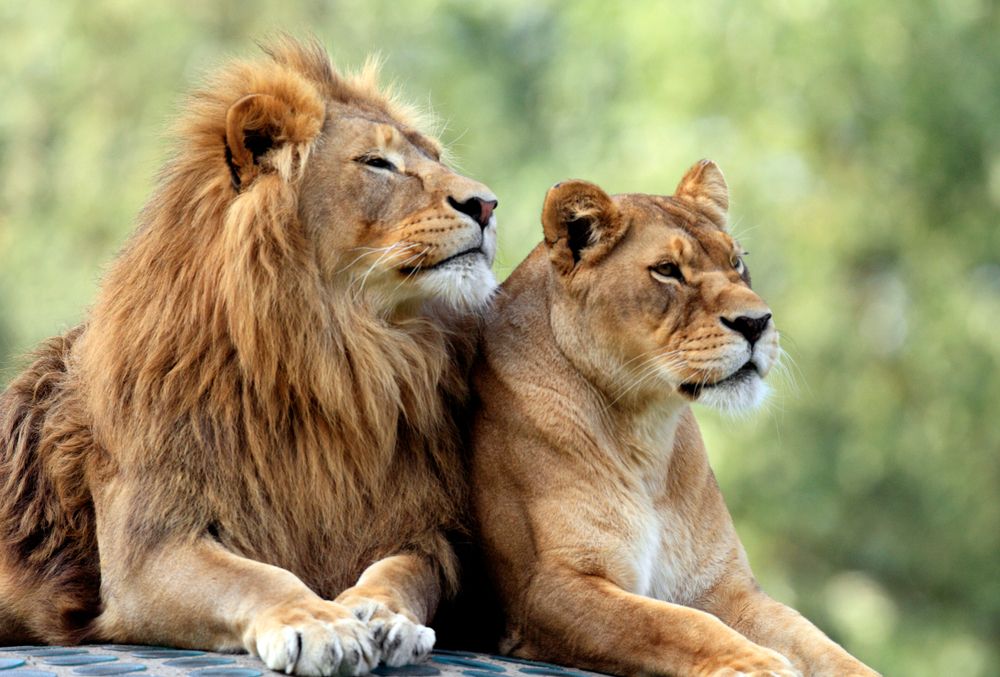 Leões - características, hábitos e estruturas de organização social