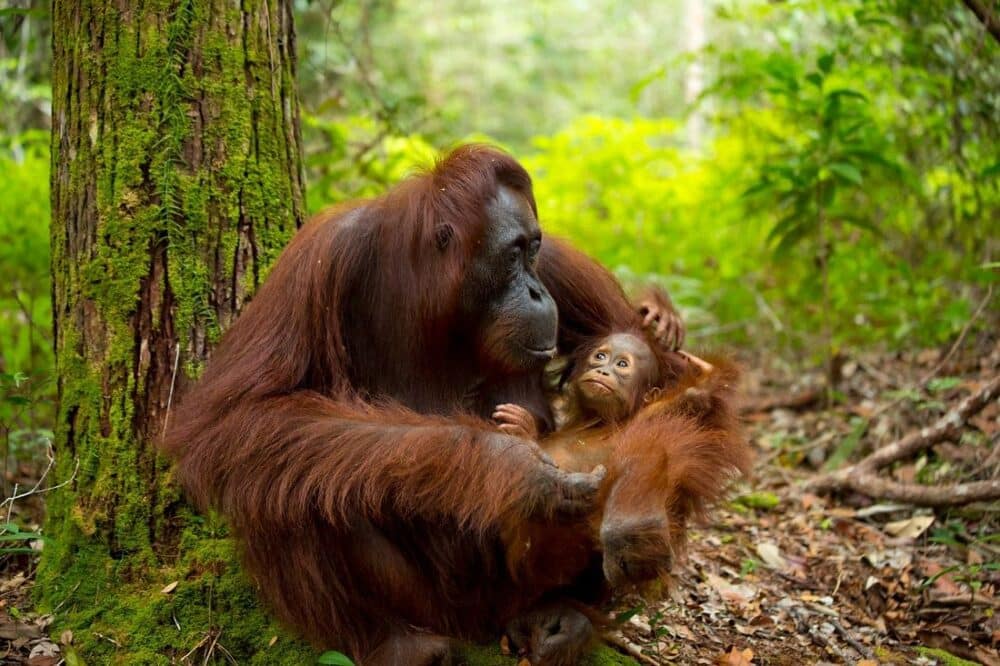 Orangotangos: espécie, características e risco de extinção