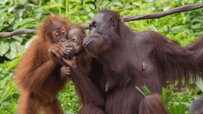 Orangotangos: espécie, características e risco de extinção