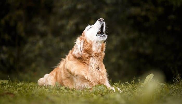 Por que os cães uivam? 10 razões que explicam o comportamento