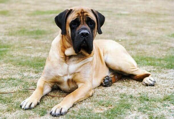 MASTIFF INGLÊS VS MASTIM NAPOLITANO, QUAL GIGANTE É O MELHOR?