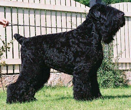 Raça de cachorro gigante, quais são? 26 populares espécies de cães