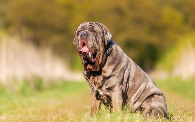 Raça de cachorro gigante, quais são? 26 populares espécies de cães