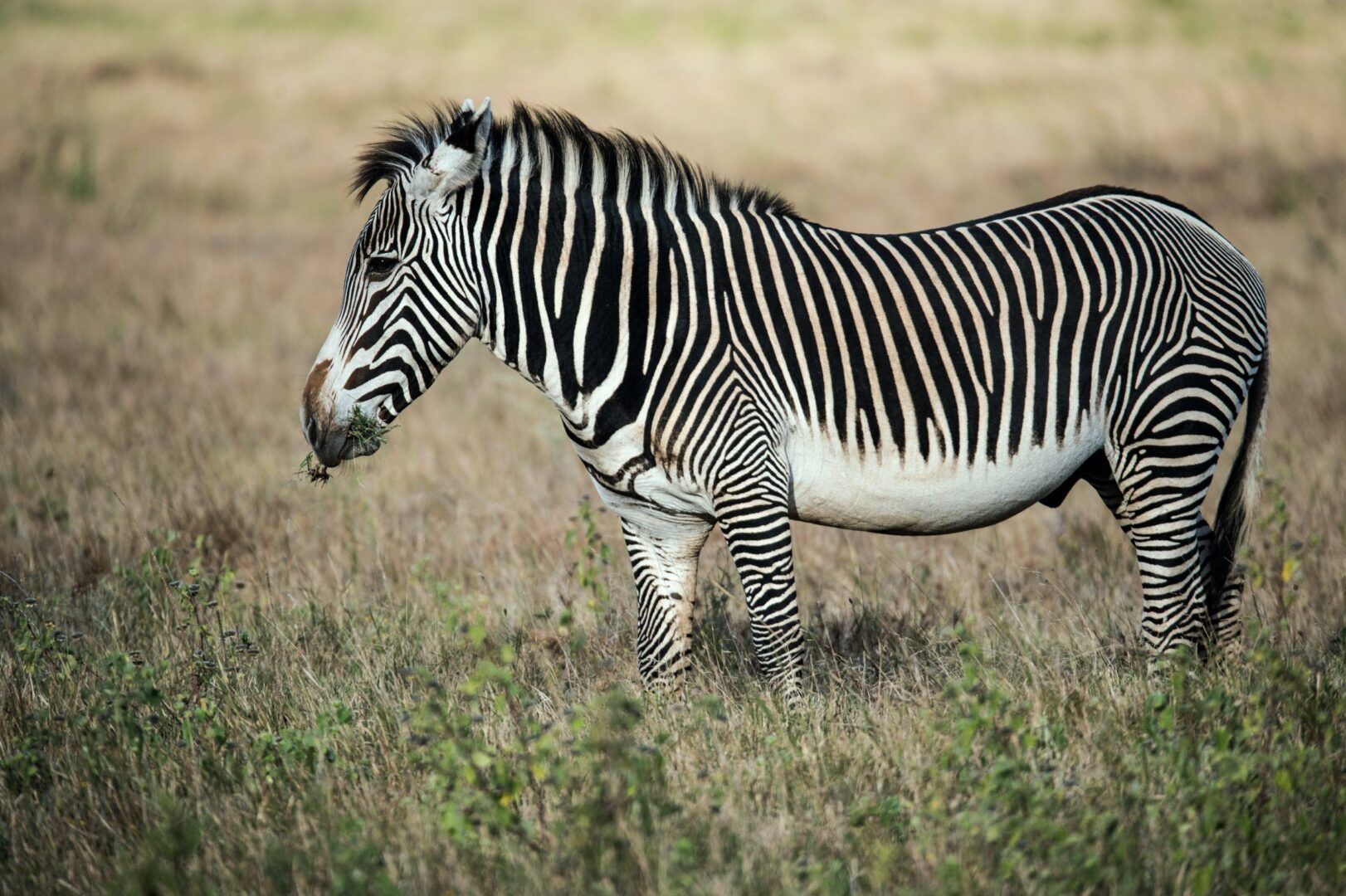 Zebras, quais são as espécies? Origem, características e curiosidades