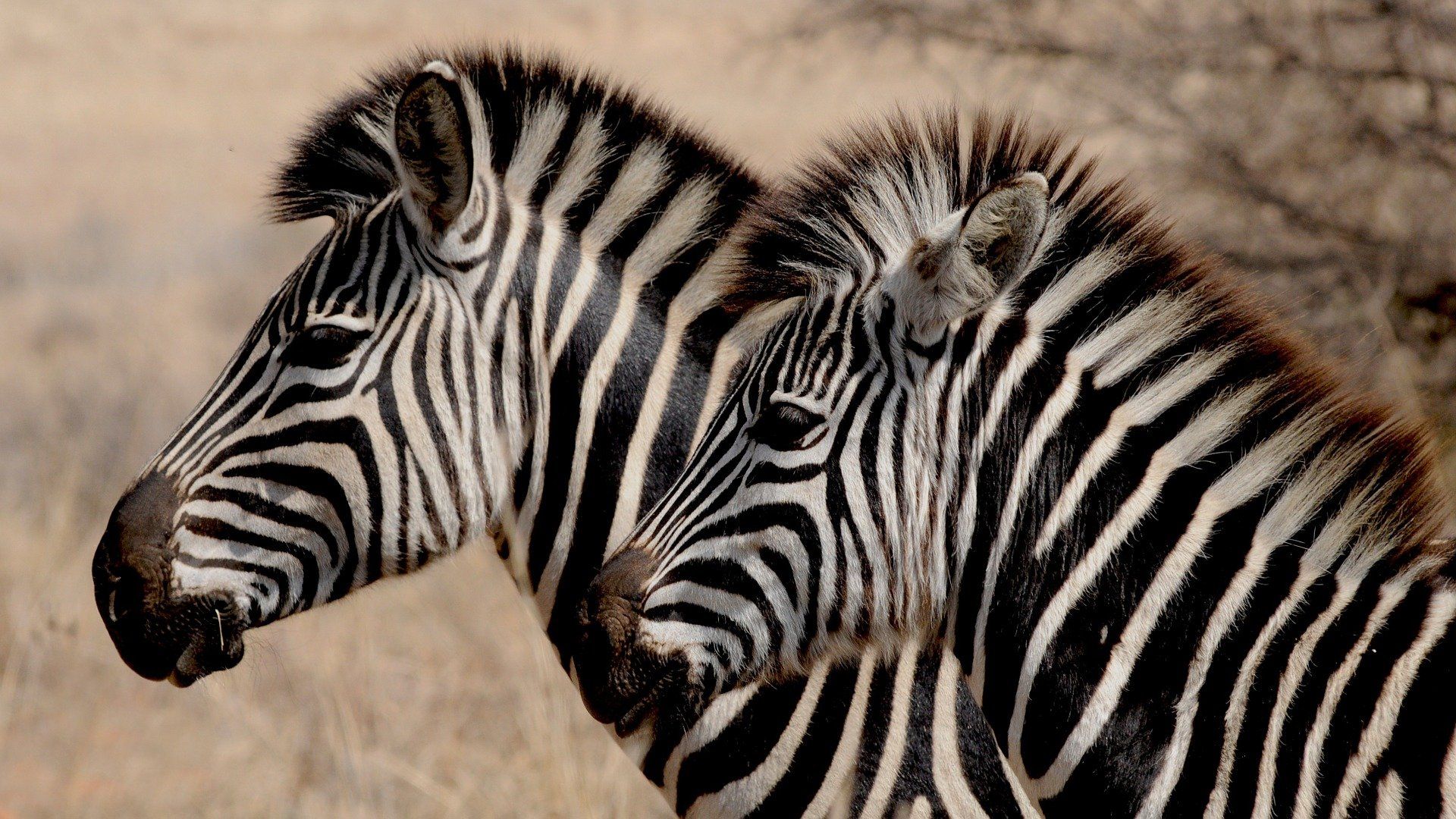 Zebras, quais são as espécies? Origem, características e curiosidades