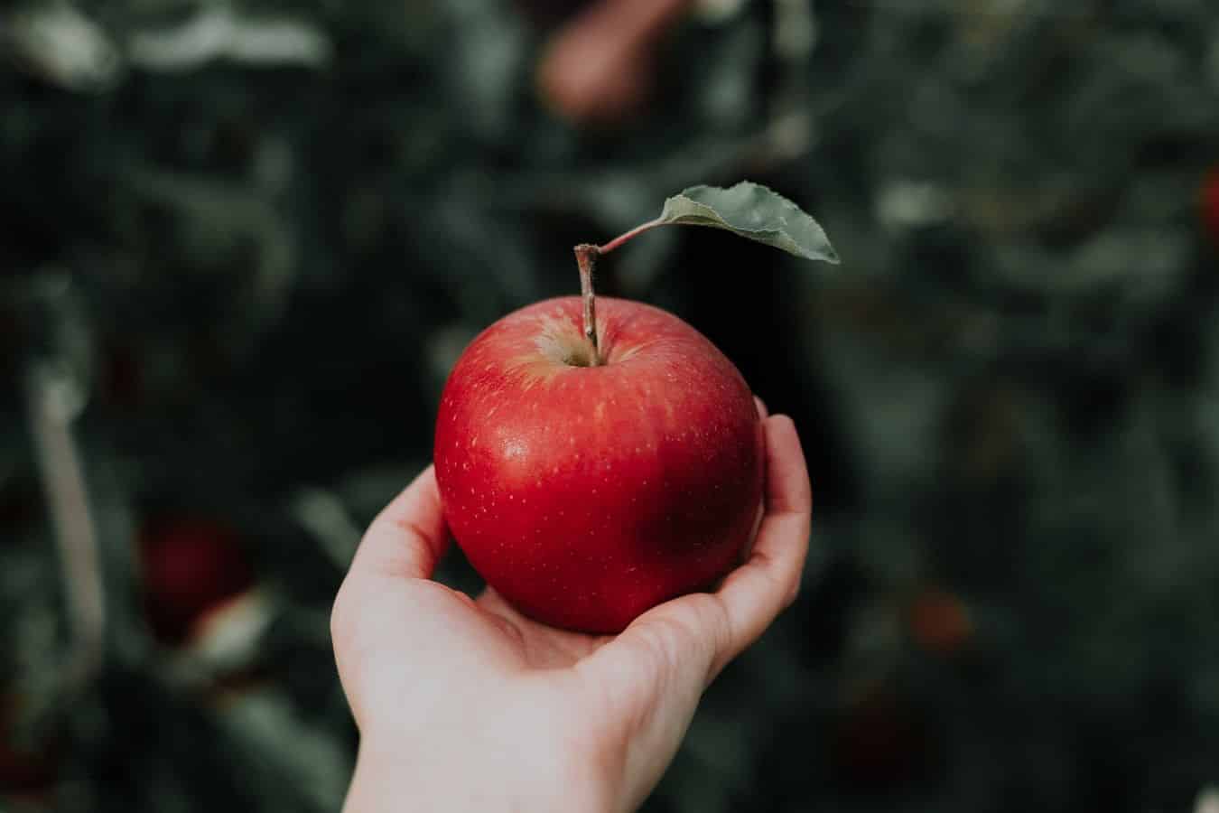Benefícios da maçã - principais efeitos positivos do consumo da fruta