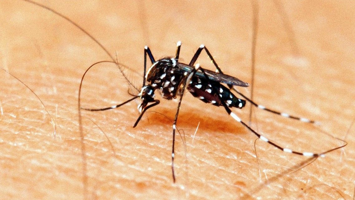 Curiosidades sobre a dengue – O que você precisa saber sobre a doença