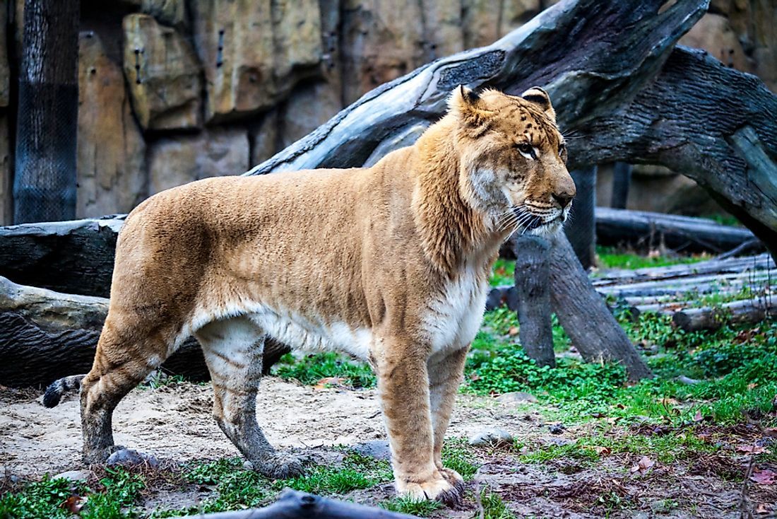 Ligre - principais características do animal híbrido de leão e tigre