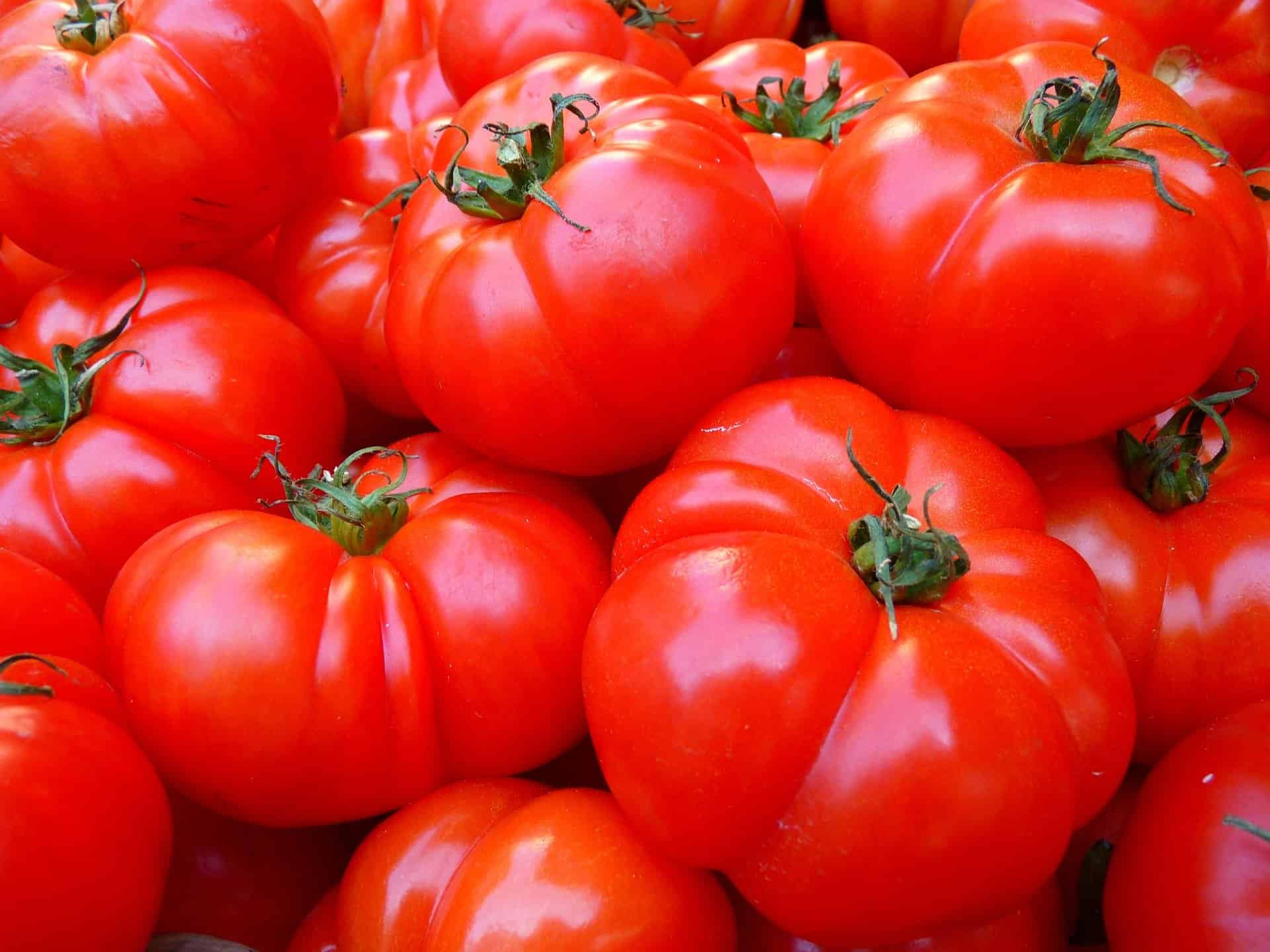 Fotografia de tomates para ilustração do item