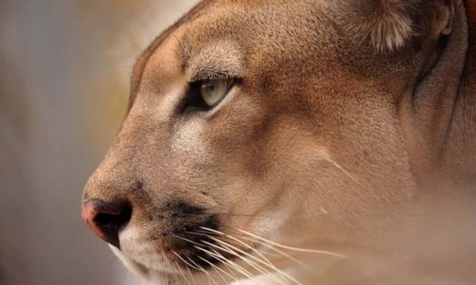 Animais Da Caatinga Quais S O As Principais Esp Cies