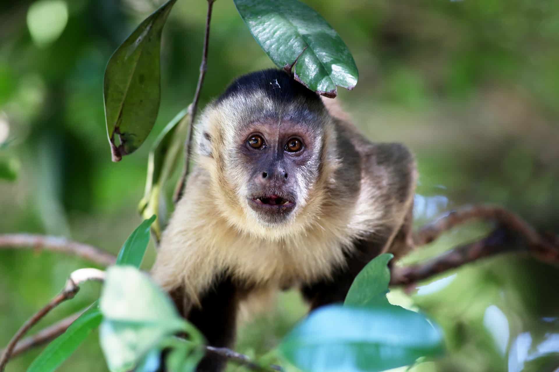 Fotografia de um macaco prego para ilustração do item