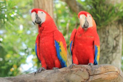 Animais da Caatinga: quais são as principais espécies?