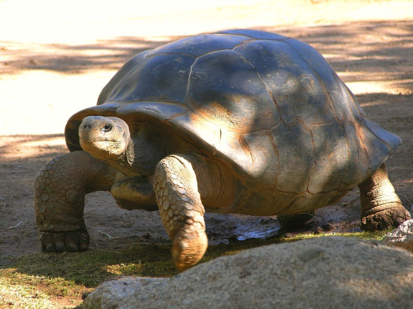 Animais pré-históricos vivos - espécies que resistiram a anos de evolução