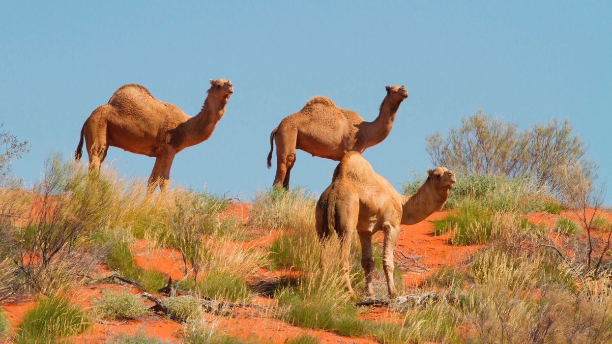 Camelo - principais características e função da corcova ao longo da vida