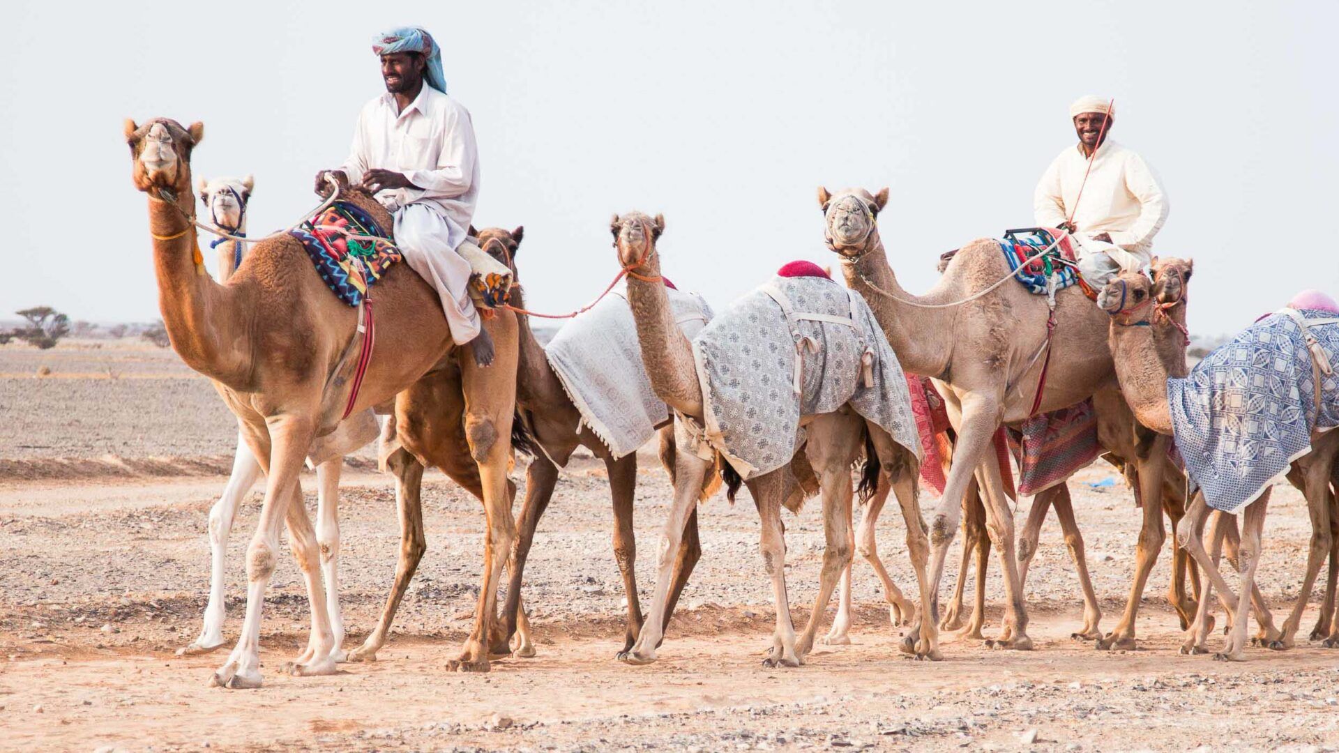 Camelo - principais características e função da corcova ao longo da vida