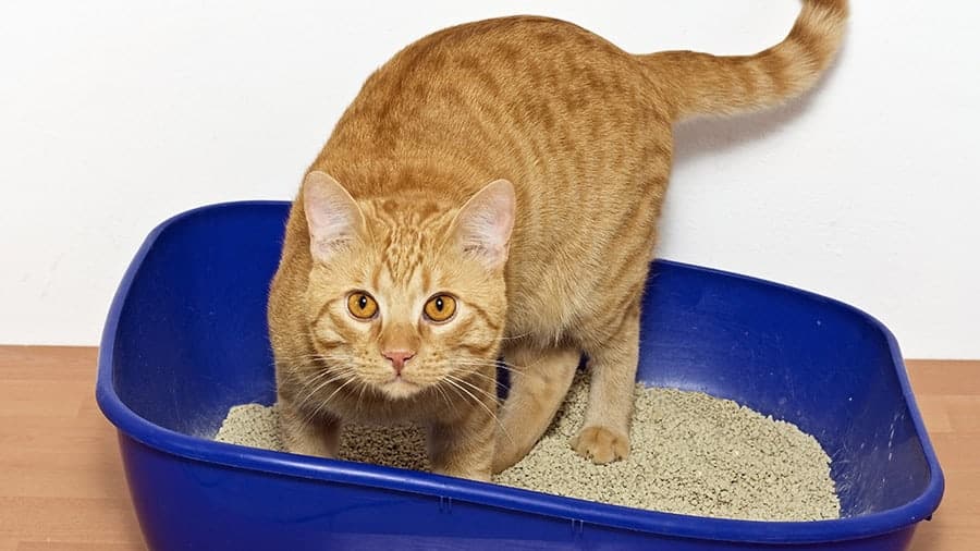 Aprenda a limpar a caixa de areia do gato