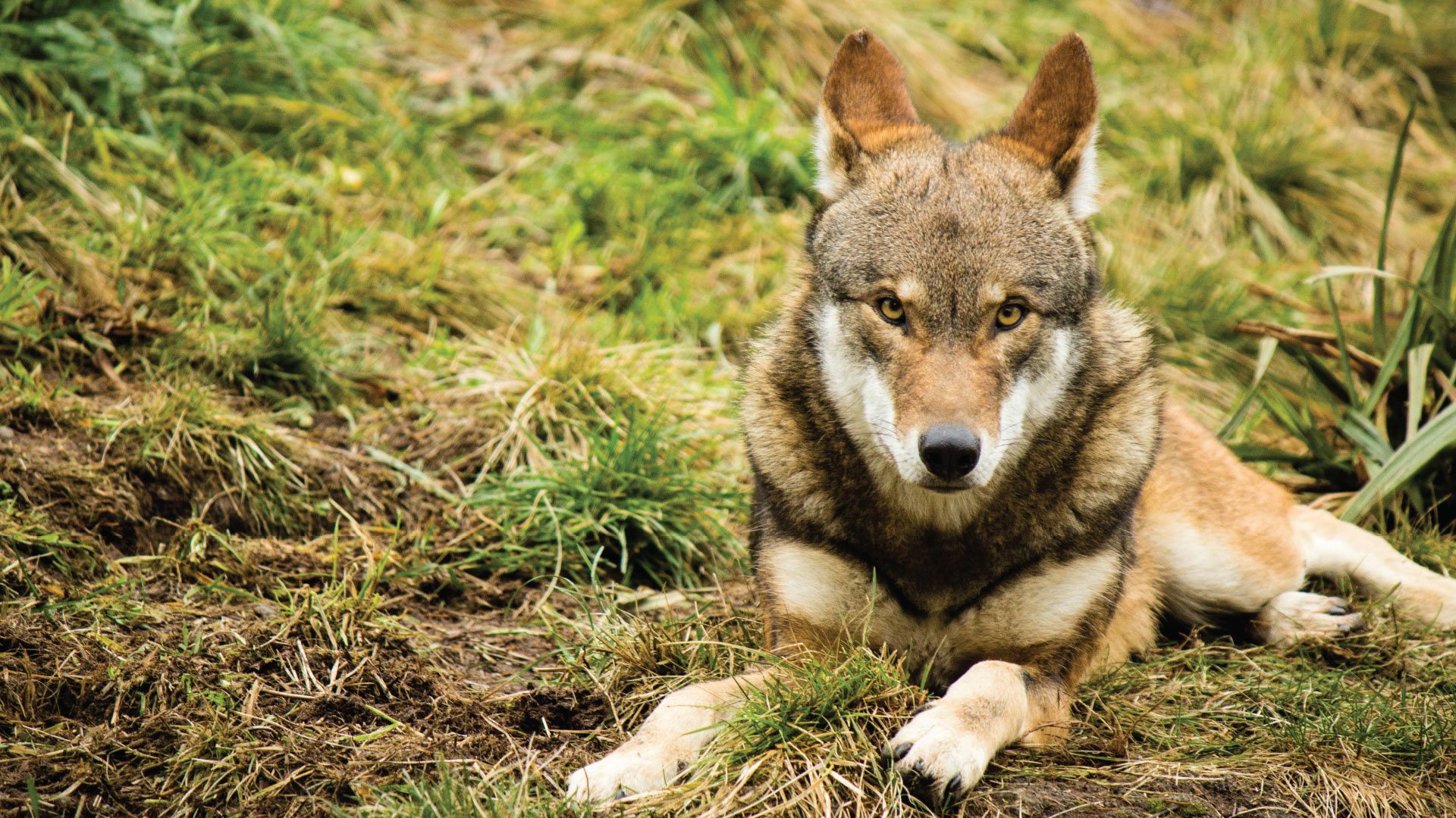 Lobos - características, hábitos e principais variações da espécie