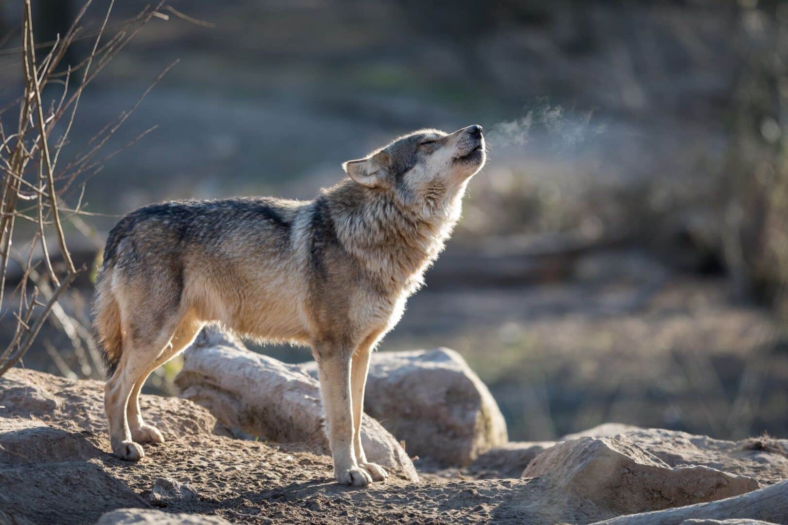 Lobos - características, hábitos e principais variações da espécie