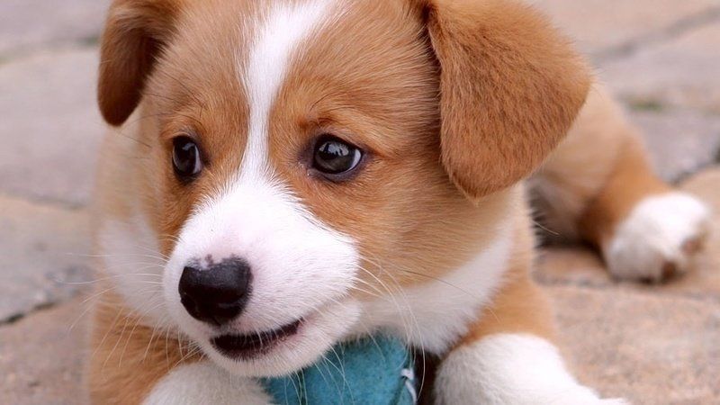 Nomes para cachorro - mais de 2 mil sugestões para ajudar na escolha
