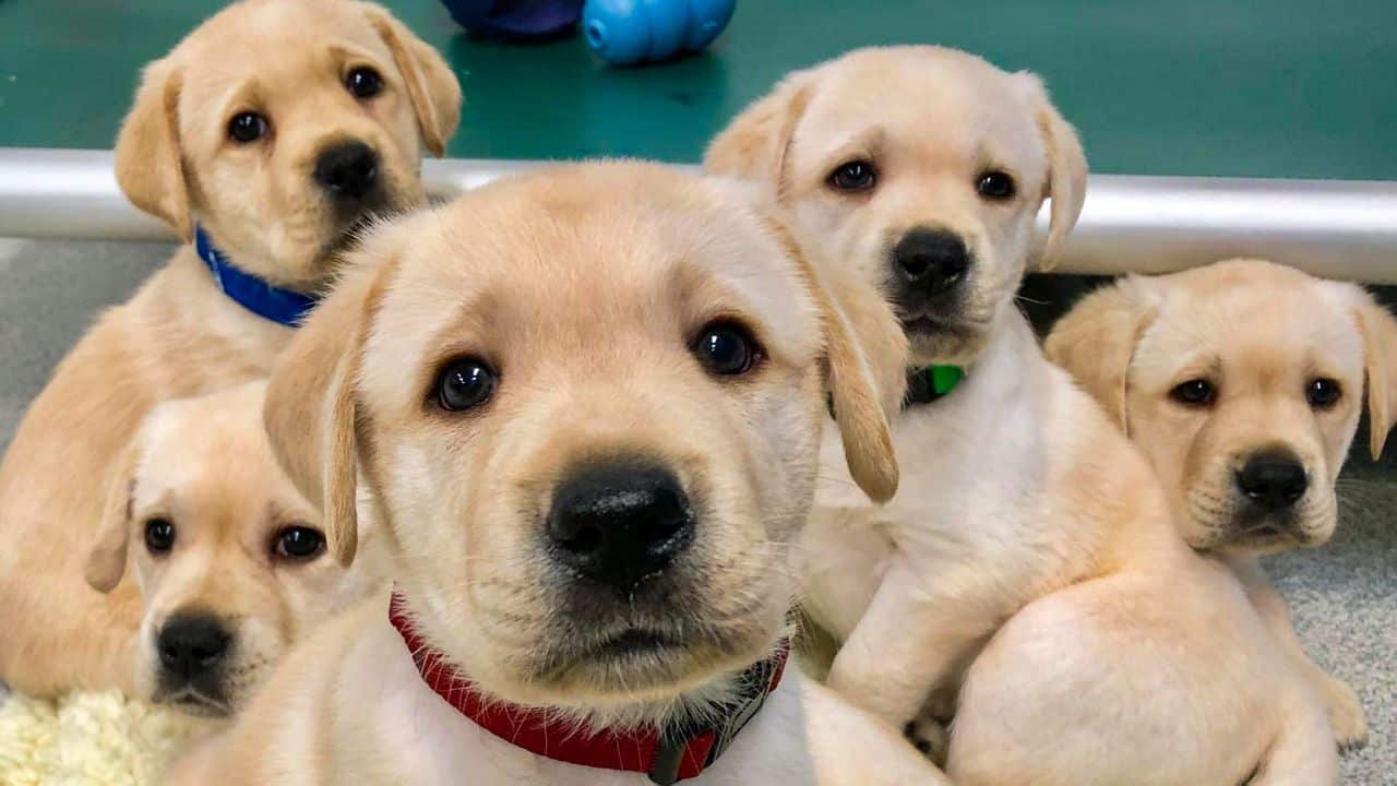 Nomes para cachorro - mais de 2 mil sugestões para ajudar na escolha