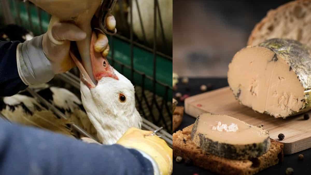 O que é foie gras? Como é feito e porque é tão polêmico