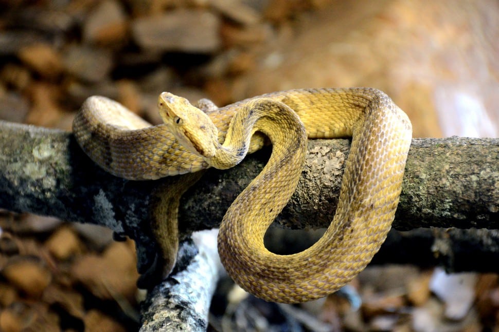 As 12 cobras mais venenosas do Brasil
