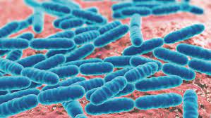 Bactérias boas: principais exemplos e benefícios à saúde