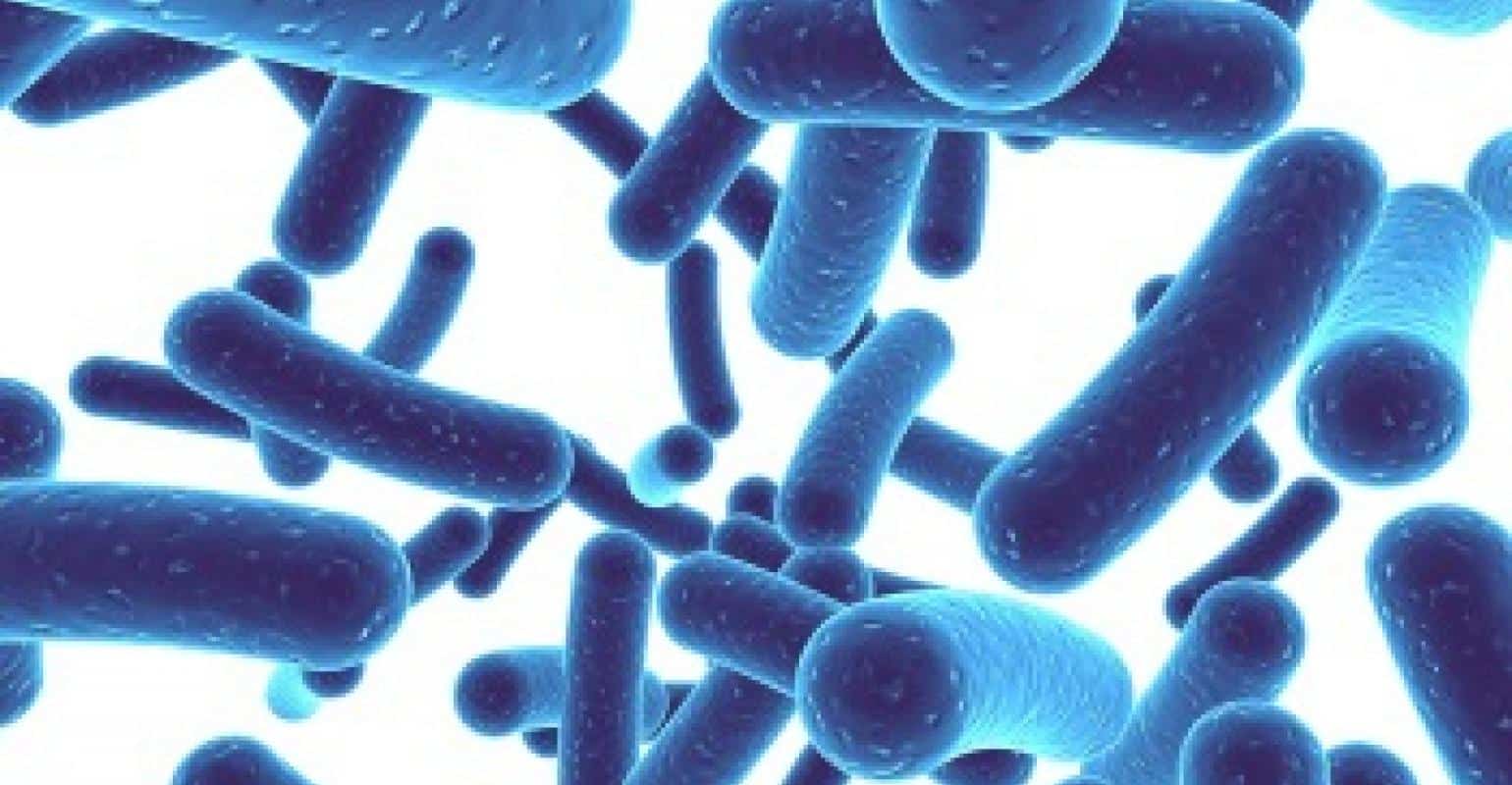 Bactérias boas: principais exemplos e benefícios à saúde