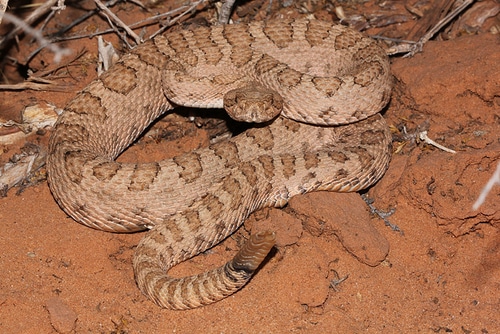 Cobras mais venenosas do Brasil: principais espécies conhecidas