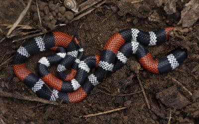 As 12 cobras mais venenosas do Brasil