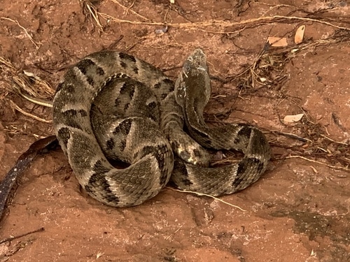 Cobras mais venenosas do Brasil: principais espécies conhecidas