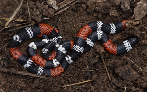 Top 5: As cobras mais venenosas do mundo