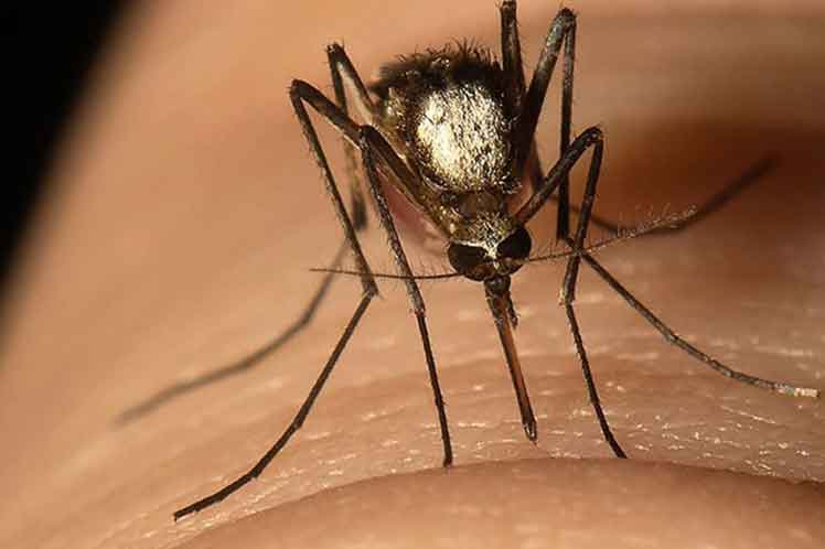 Quanto tempo vive um mosquito: ciclo de vida completo