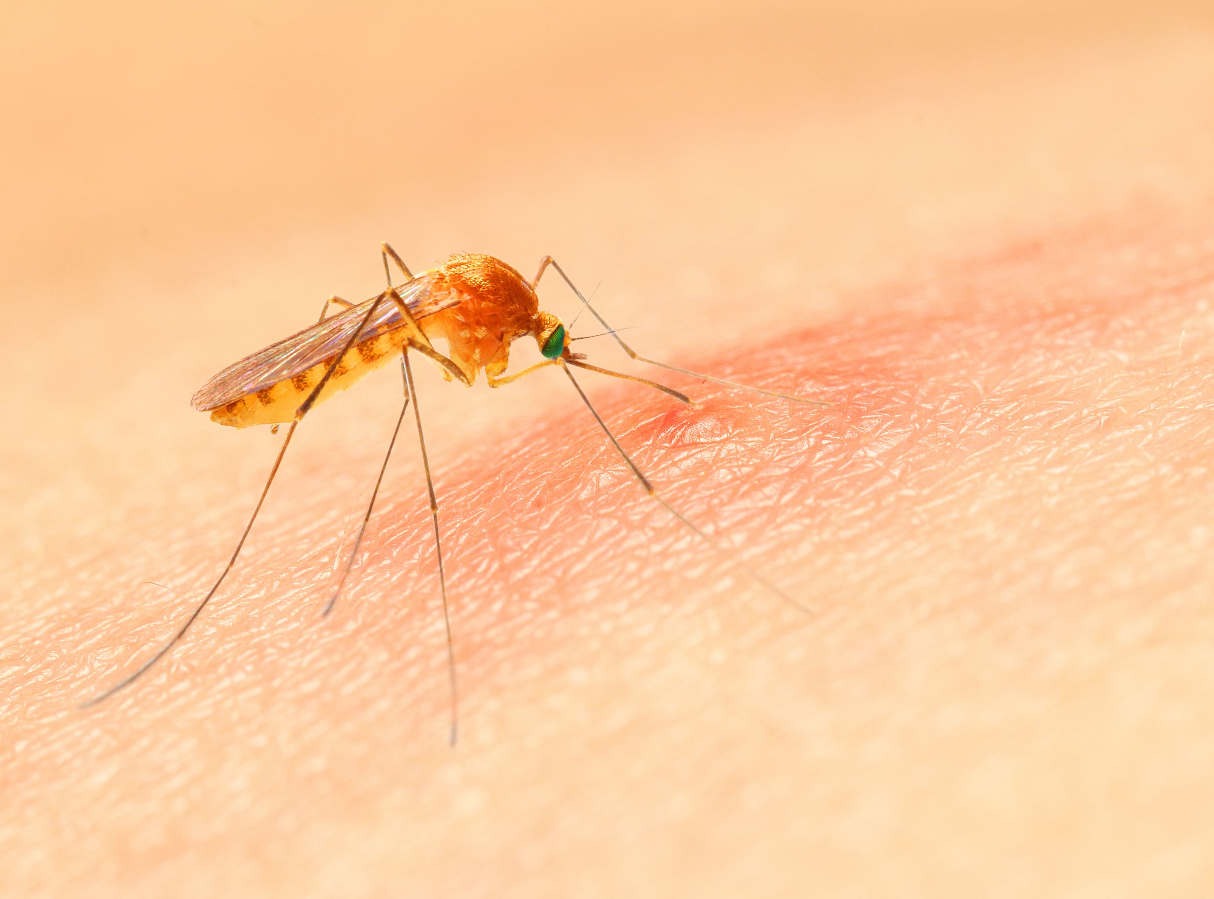 Quanto tempo vive um mosquito: ciclo de vida completo