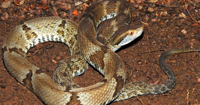 Veja as cobras mais venenosas do Brasil