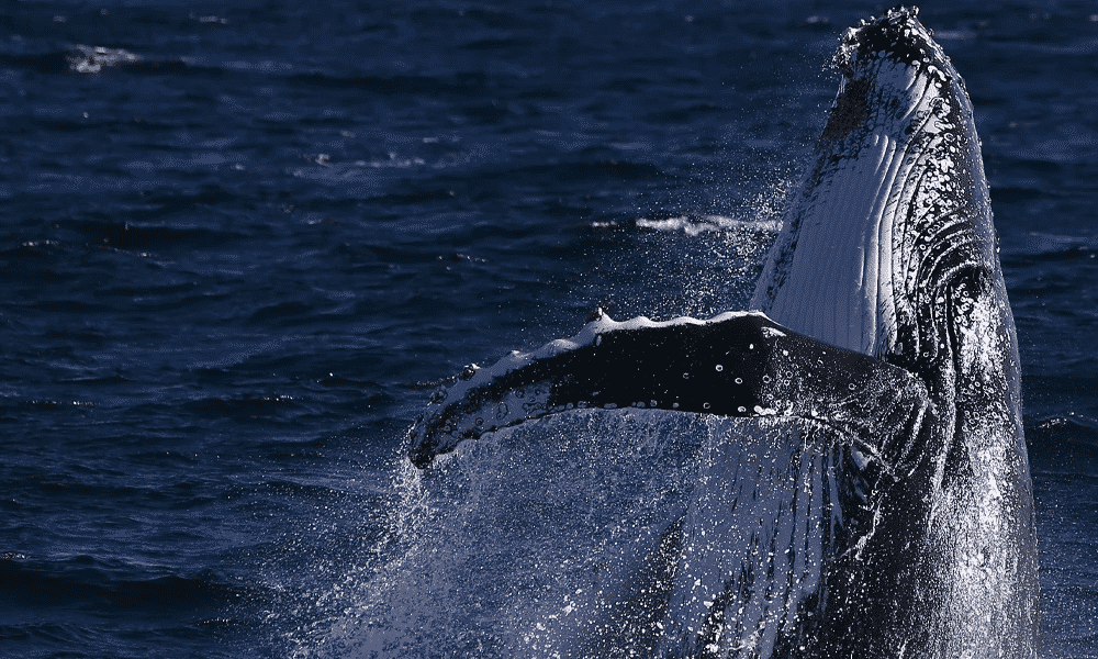 Homem sobrevive após ser totalmente engolido por baleia nos EUA