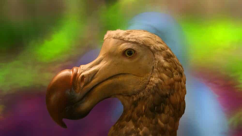 Pássaro dodô: principais características e como a ave foi extinta