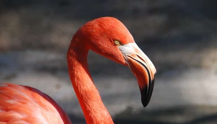 Tipos de bicos: 10 variedades encontradas em espécies de aves