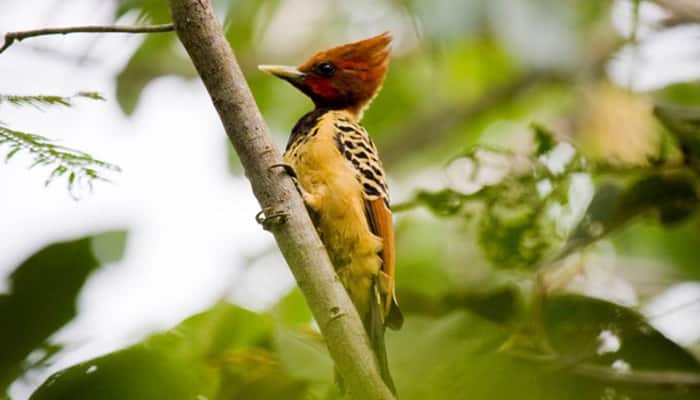 Tipos de bicos: 10 variedades encontradas em espécies de aves