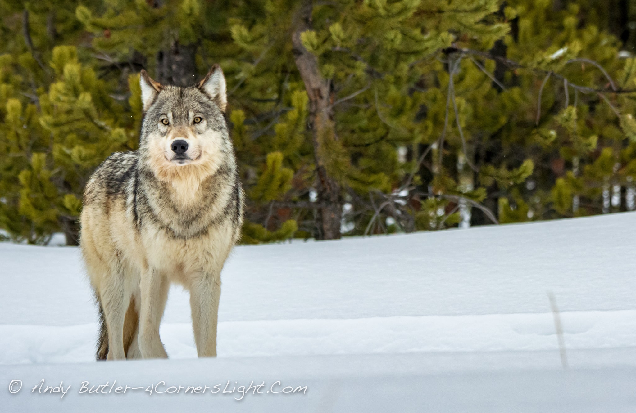 Tipos de lobos: as principais variações dentro da espécie