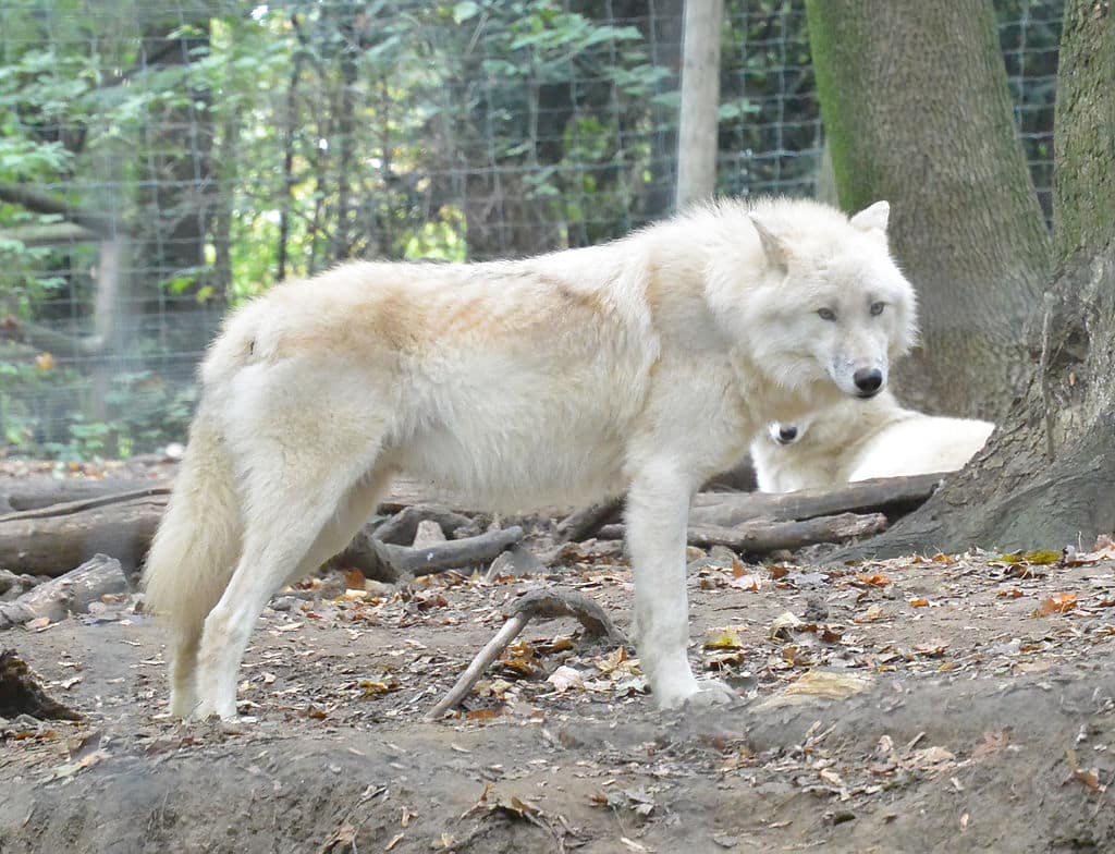 Tipos de lobos: as principais variações dentro da espécie
