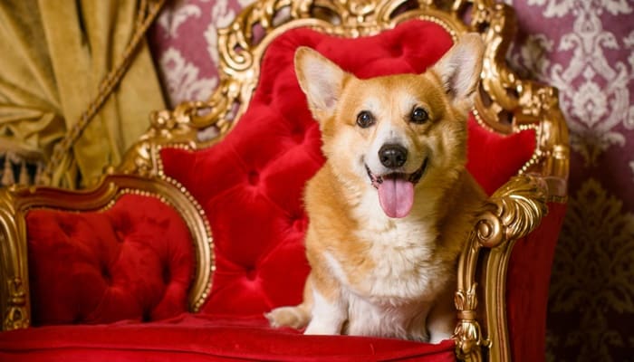 25 regras estranhas da família real que você não vai acreditar