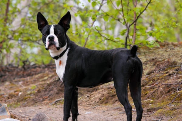 Cachorro preto: quais são as principais raças e suas características